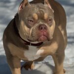 Американский булли щенки питомник DOM GUCCI