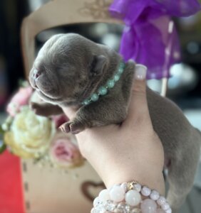 Американский булли щенки питомник DOM GUCCI