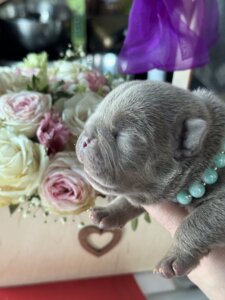Американский булли щенки питомник DOM GUCCI