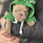 Американский булли щенки питомник DOM GUCCI