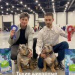 Американский булли щенки питомник DOM GUCCI