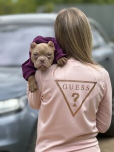 Американский булли щенки питомник DOM GUCCI