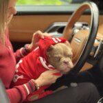 Американский булли щенки питомник DOM GUCCI