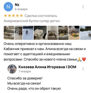Американский булли щенки питомник DOM GUCCI