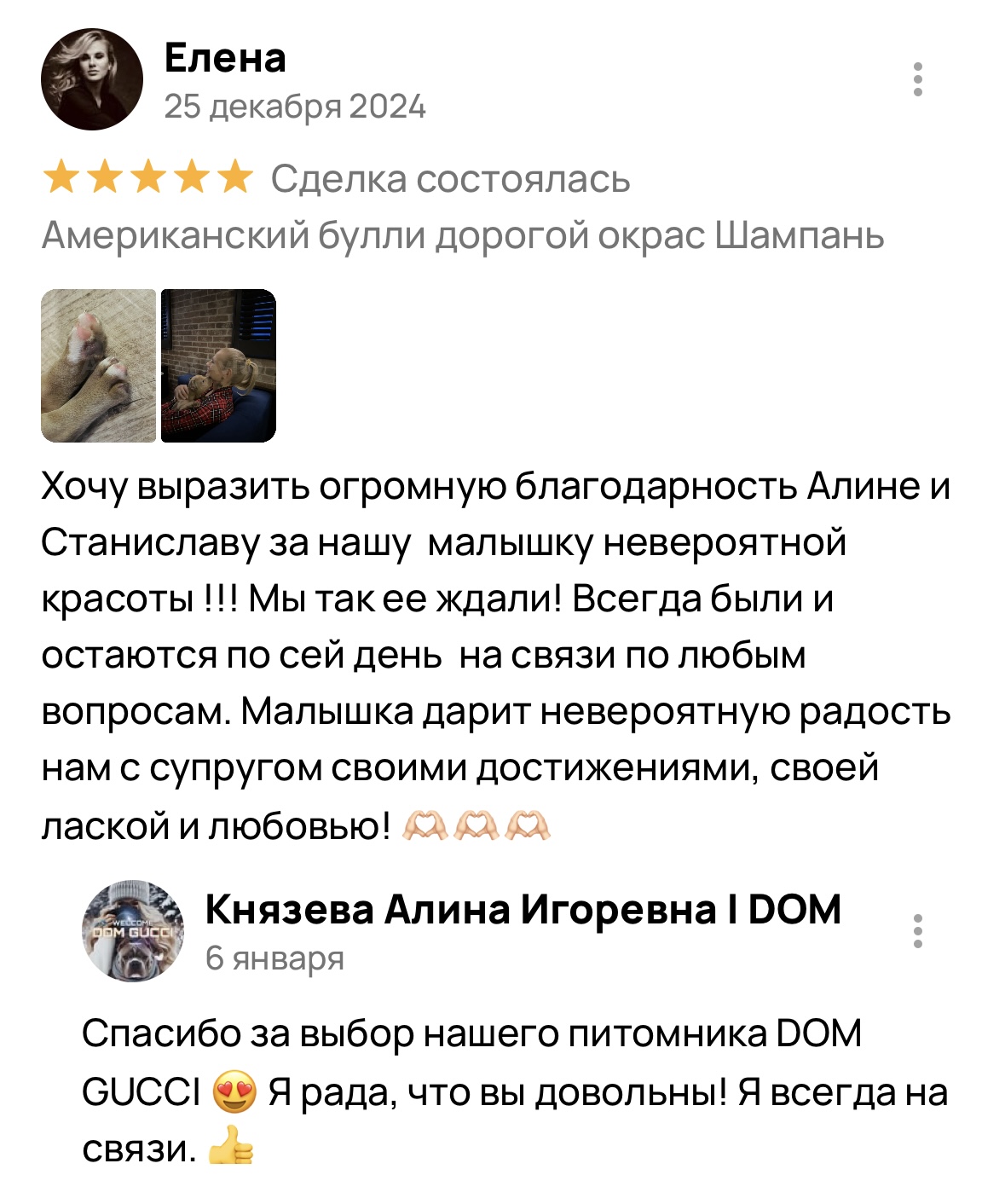 Американский булли щенки питомник DOM GUCCI