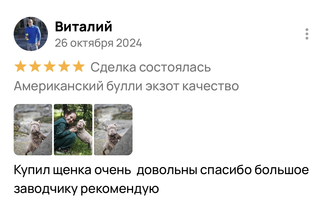Американский булли щенки питомник DOM GUCCI