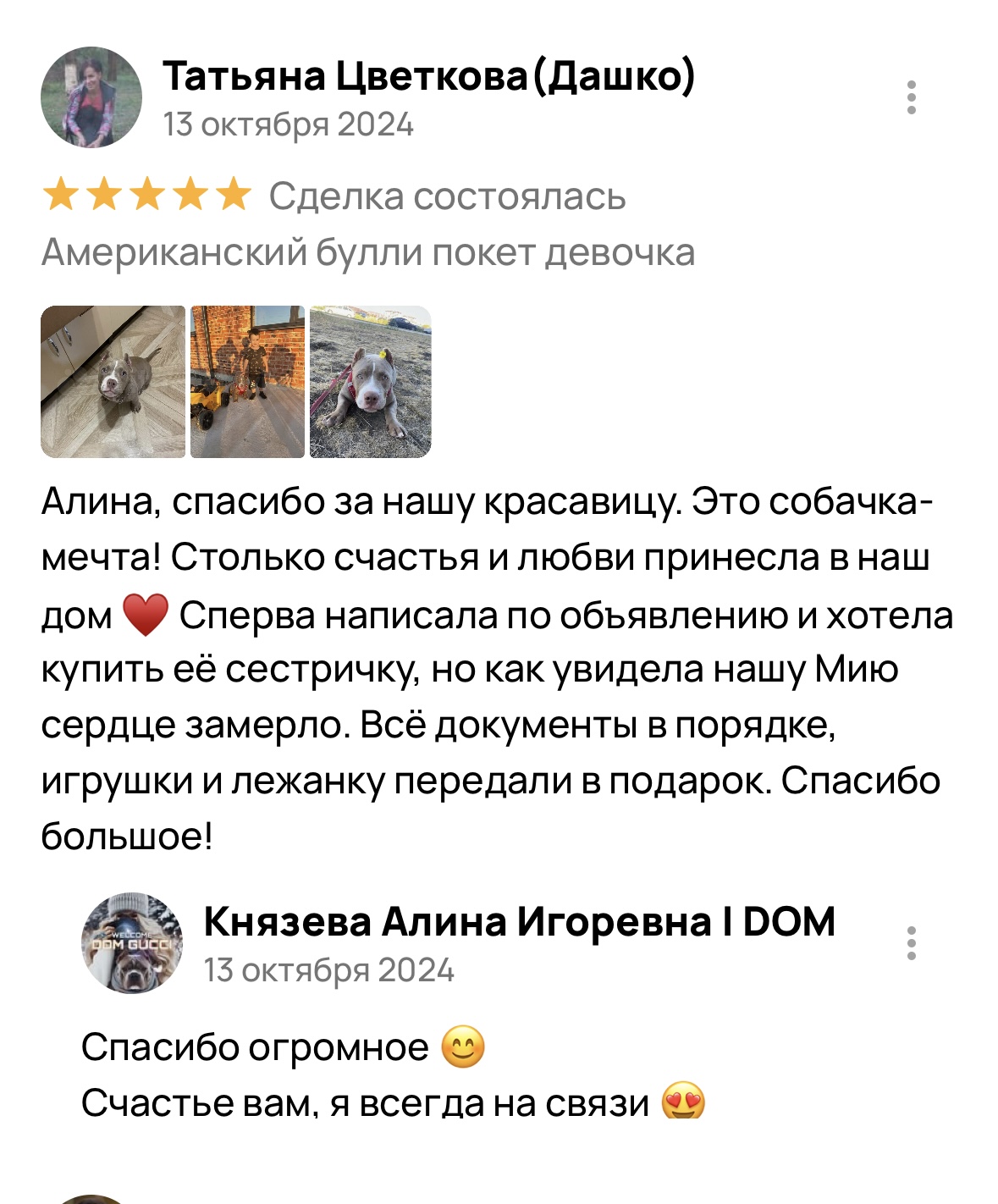 Американский булли щенки питомник DOM GUCCI