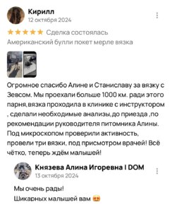 Американский булли щенки питомник DOM GUCCI