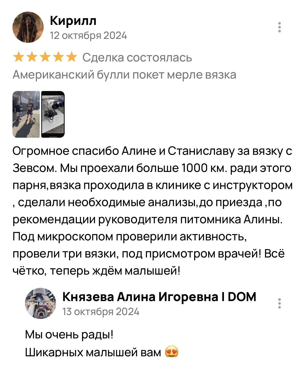 Американский булли щенки питомник DOM GUCCI
