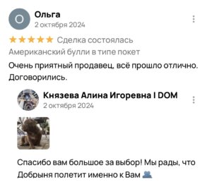 Американский булли щенки питомник DOM GUCCI