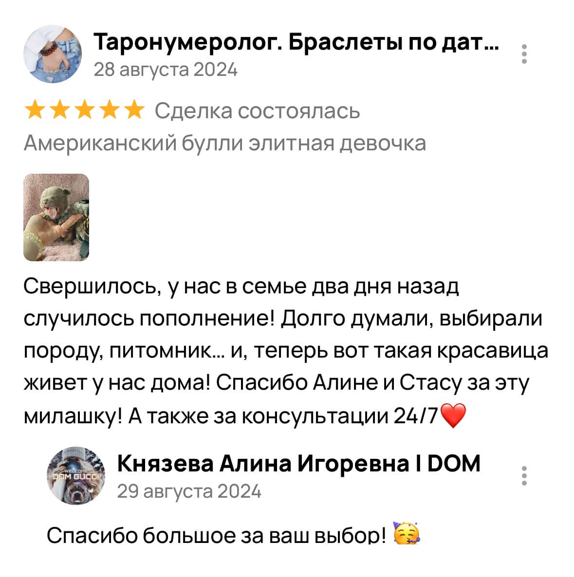 Американский булли щенки питомник DOM GUCCI