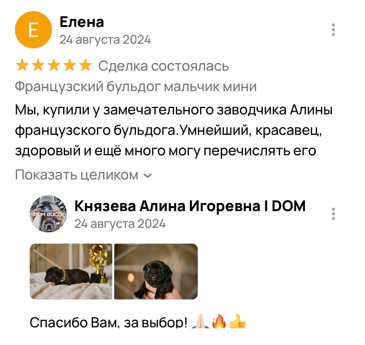 Американский булли щенки питомник DOM GUCCI