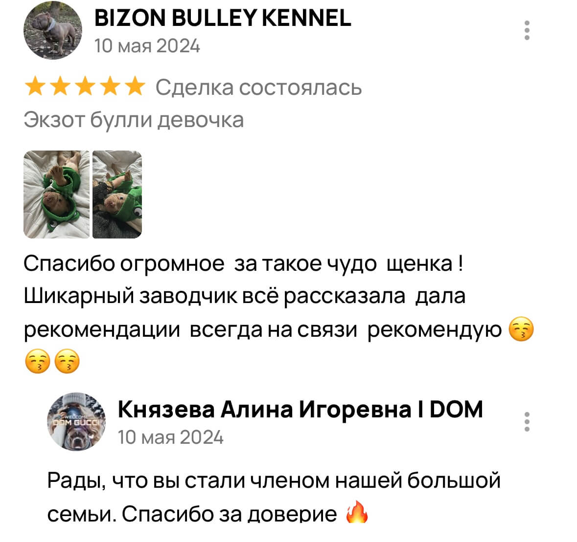Американский булли щенки питомник DOM GUCCI
