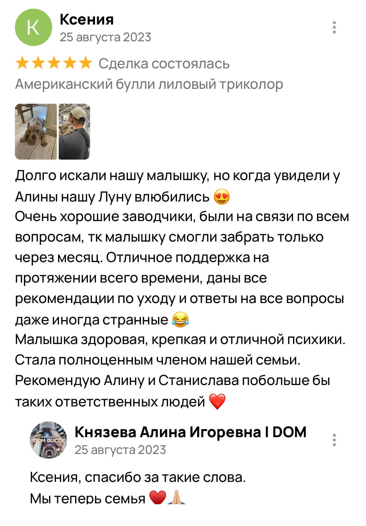Американский булли щенки питомник DOM GUCCI