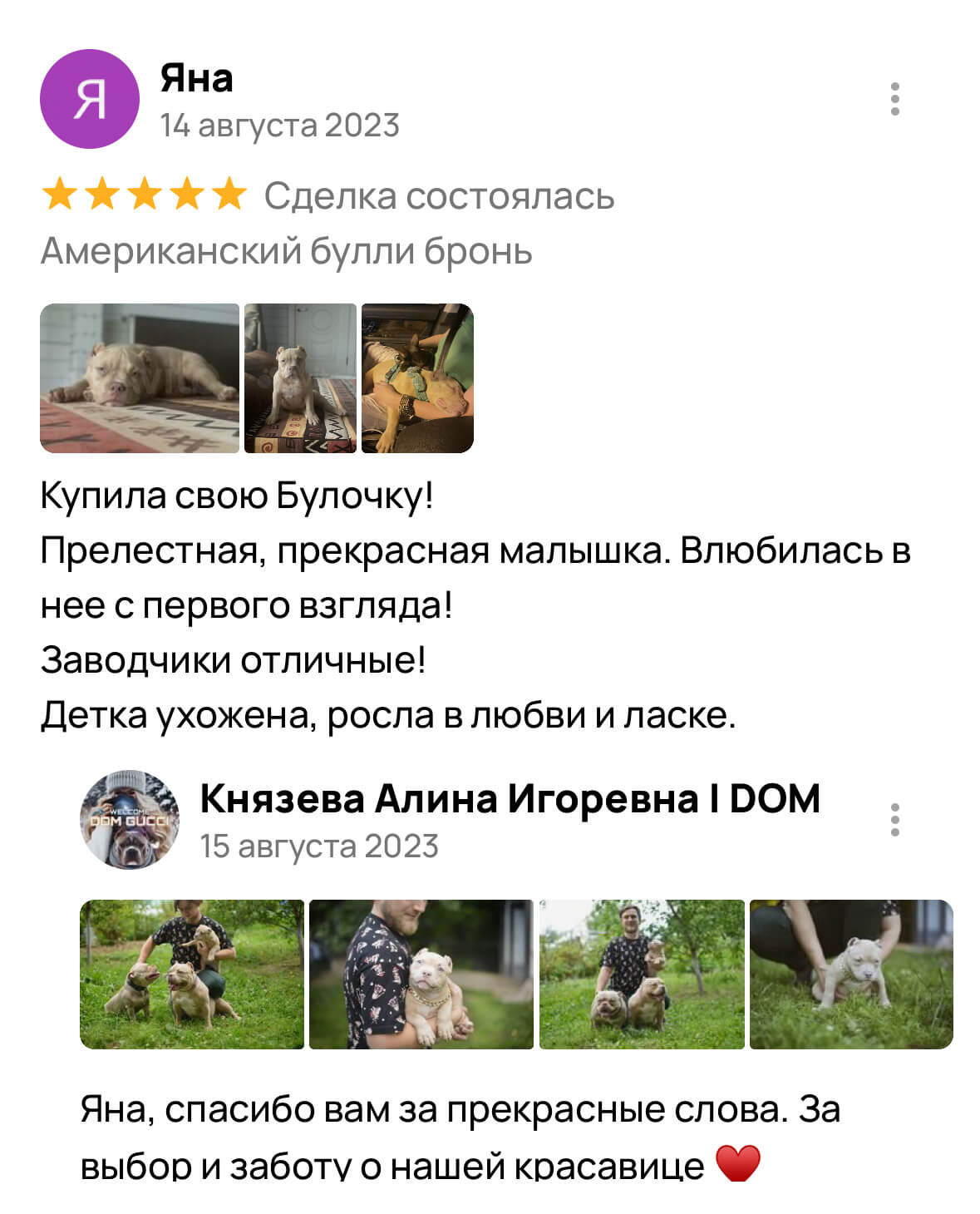 Американский булли щенки питомник DOM GUCCI