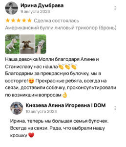 Американский булли щенки питомник DOM GUCCI