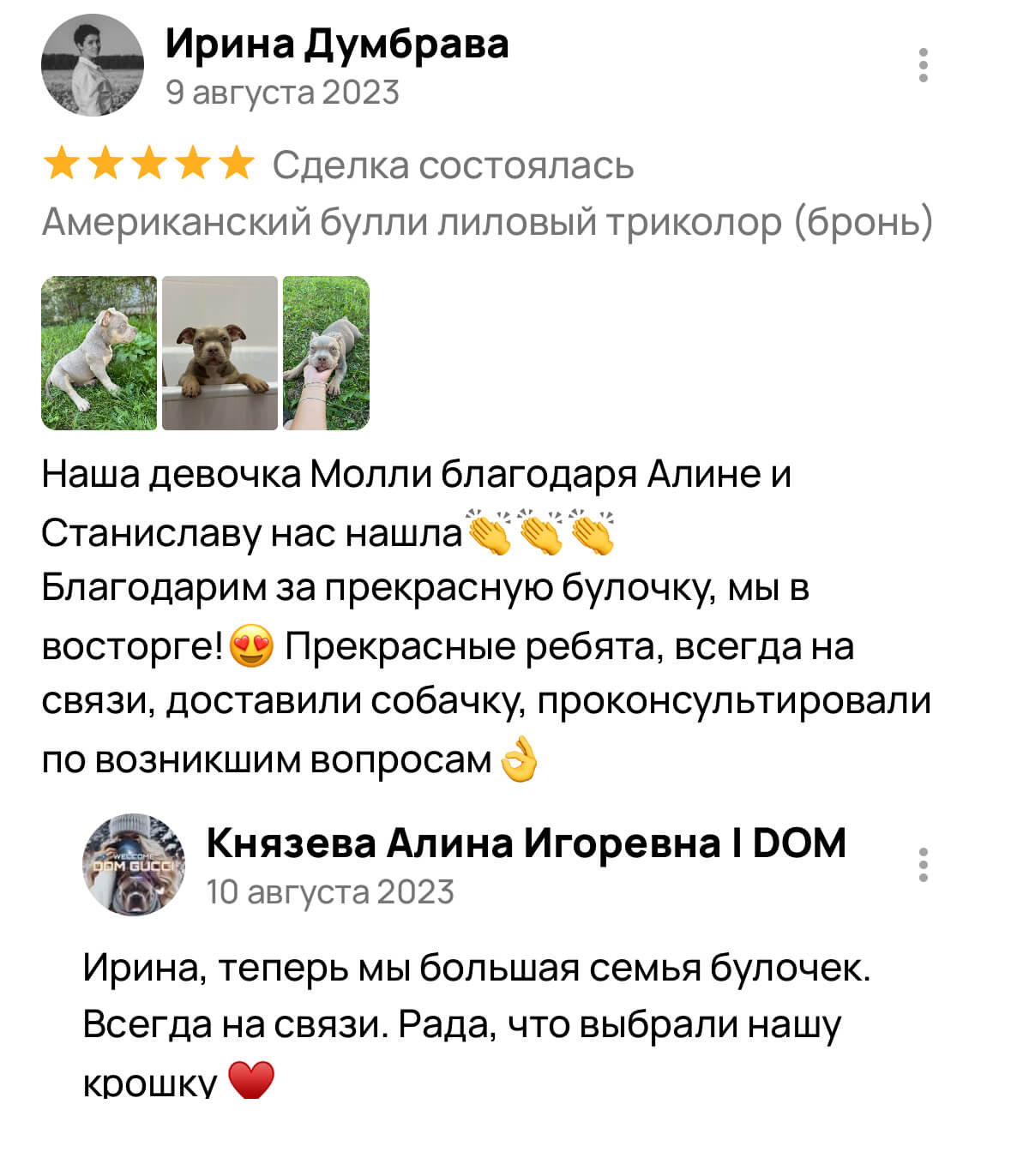 Американский булли щенки питомник DOM GUCCI