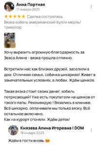 Американский булли щенки питомник DOM GUCCI