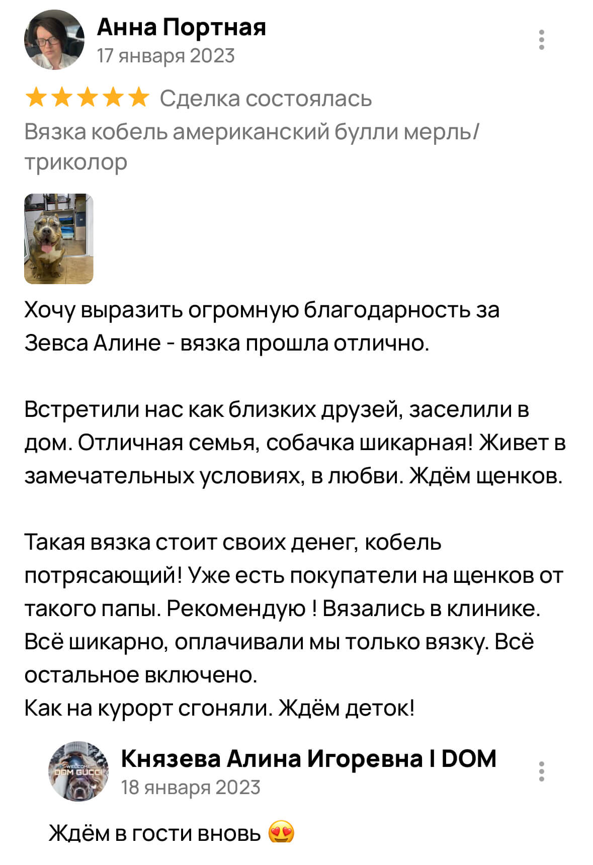 Американский булли щенки питомник DOM GUCCI