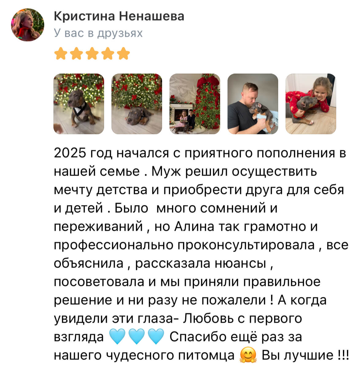 Американский булли щенки питомник DOM GUCCI