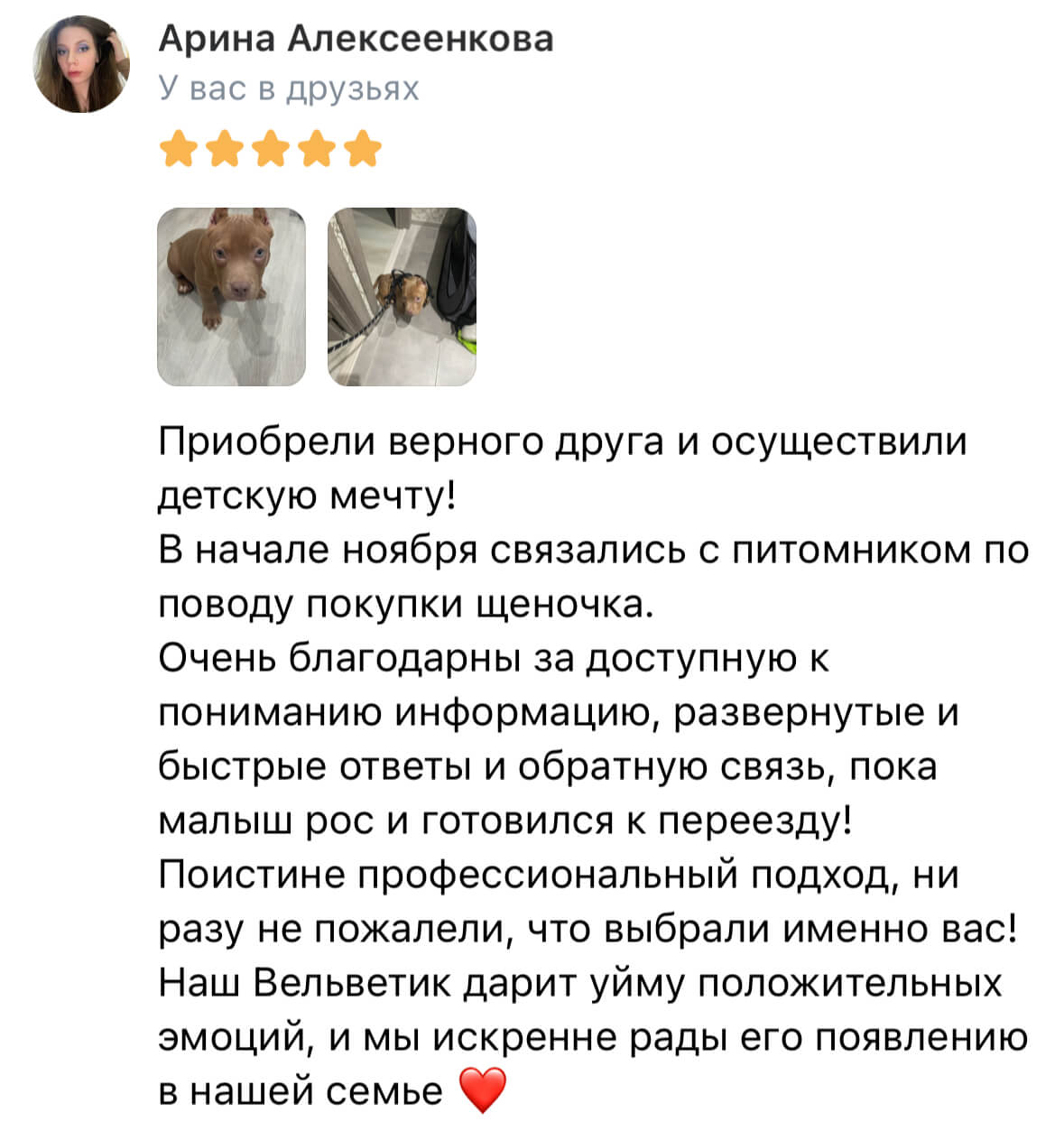 Американский булли щенки питомник DOM GUCCI