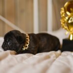 Американский булли щенки питомник DOM GUCCI