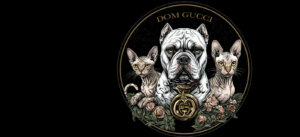 Американский булли щенки питомник DOM GUCCI