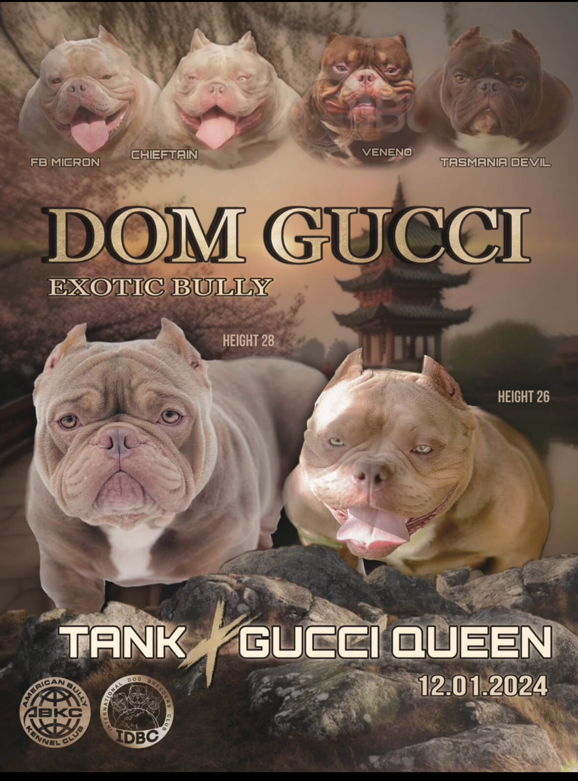 Американский булли щенки питомник DOM GUCCI
